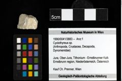 Foto (Objekt + Etiketten) von Cyclothyreus sp. 